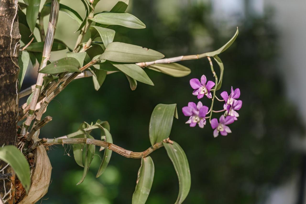Phka Kravan Boutique Kampot Kültér fotó